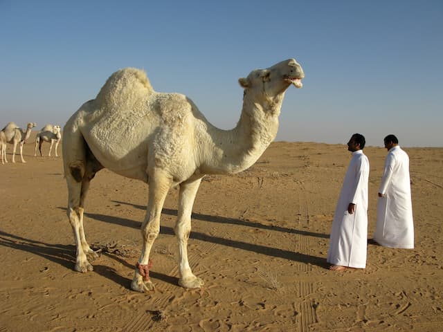 تجربة ركوب الجمال على شواطئ البحر الأحمر