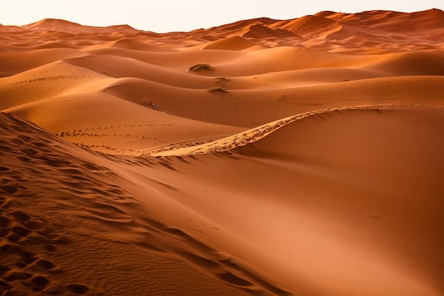 تجربة سفاري في الصحراء
